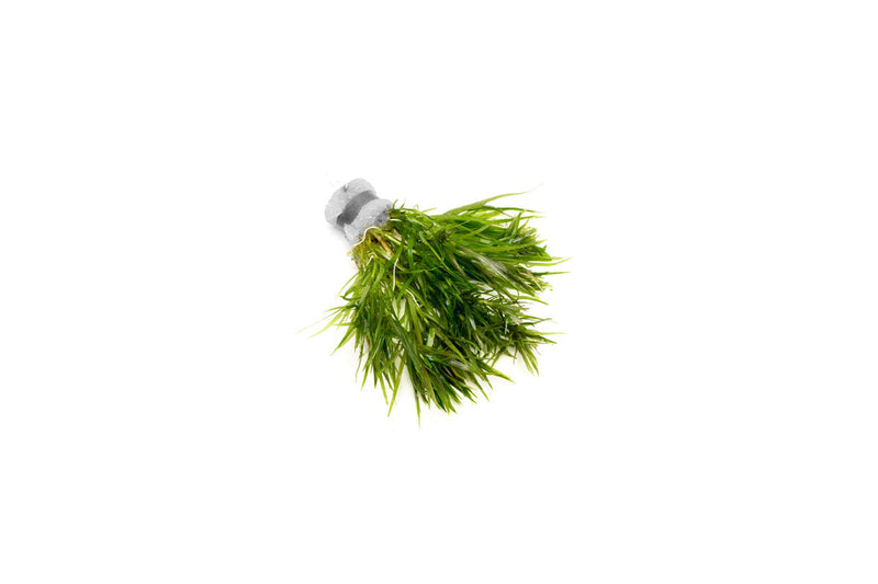 Healthy Blyxa Japonica aquatic plant from IS, showing slender green stems and dense foliage suitable for freshwater aquariums.