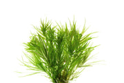 Healthy Blyxa Japonica aquatic plant from IS with bright green, slender stems ideal for freshwater aquariums.