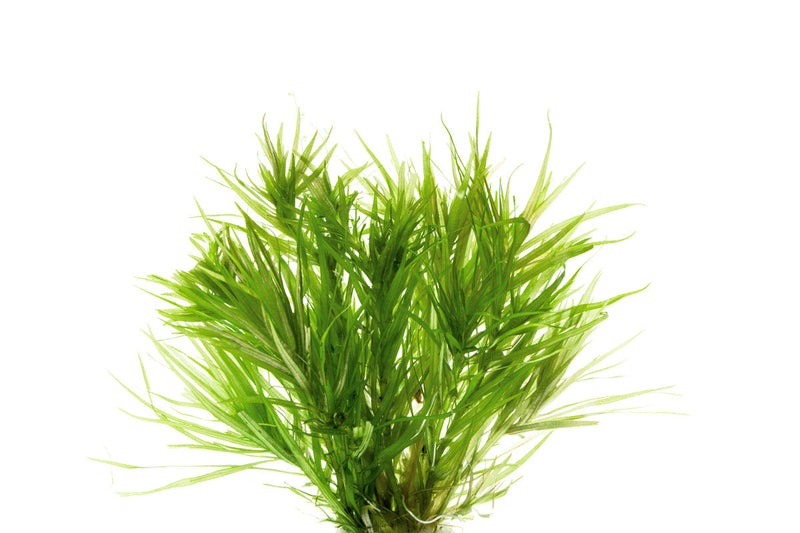 Healthy Blyxa Japonica aquatic plant from IS with bright green, slender stems ideal for freshwater aquariums.