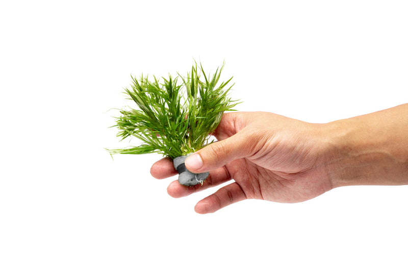 Healthy Blyxa Japonica aquatic plant from IS, featuring dense green, grass-like foliage ideal for freshwater aquariums.