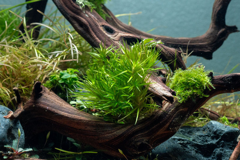 Healthy Blyxa Japonica aquatic plant from IS with slender green leaves, ideal for freshwater aquariums.