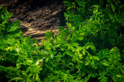 Healthy Bolbitis Difformis aquatic plant from ACW with lush green fronds, ideal for freshwater aquariums.