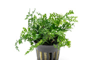 Aquatic plant Bolbitis Difformis by ACW with lush green, fern-like leaves suitable for freshwater aquariums.