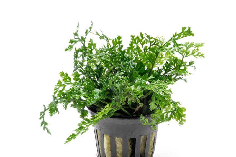 Aquatic plant Bolbitis Difformis by ACW with lush green, fern-like leaves suitable for freshwater aquariums.