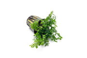 Healthy Bolbitis Difformis aquatic plant from ACW with lush green, fern-like leaves suitable for freshwater aquariums.