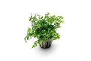 Healthy Bolbitis Difformis aquatic plant from ACW with lush green, finely detailed leaves, ideal for freshwater aquarium decoration.