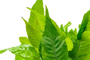 Healthy Bolbitis Heteroclita aquatic plant from ACW with lush green fronds for freshwater aquariums.