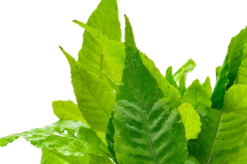 Healthy Bolbitis Heteroclita aquatic plant from ACW with lush green fronds for freshwater aquariums.