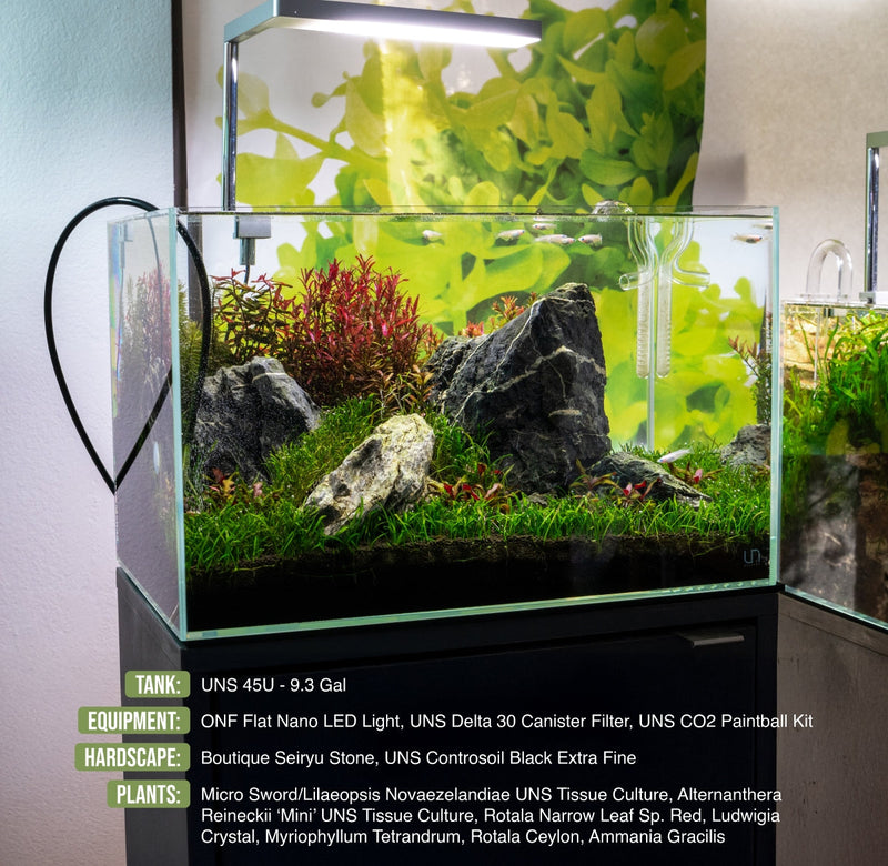 UNS 45U - 9.3 Gallon Ultra Clear Rimless Aquarium Rimless Tanks - Buce Plant