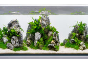 Boutique Seiryu Stone Stone - Buce Plant