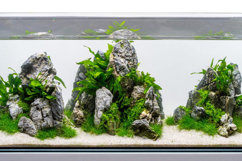 Boutique Seiryu Stone Stone - Buce Plant