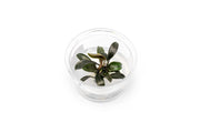 Bucephalandra Brownie Ghost UNS Tissue Culture - Small Cup Aquatic Plant - Buce Plant