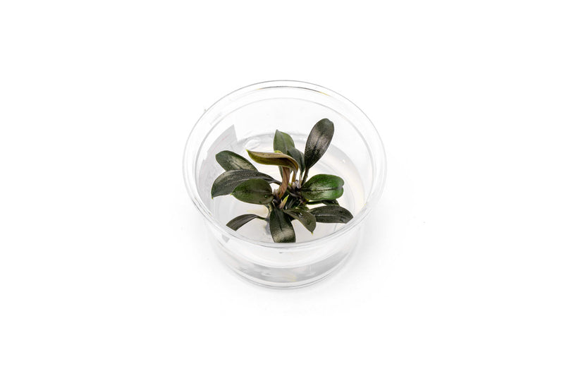 Bucephalandra Brownie Ghost UNS Tissue Culture - Small Cup Aquatic Plant - Buce Plant
