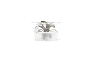 Bucephalandra Brownie Ghost UNS Tissue Culture - Small Cup Aquatic Plant - Buce Plant