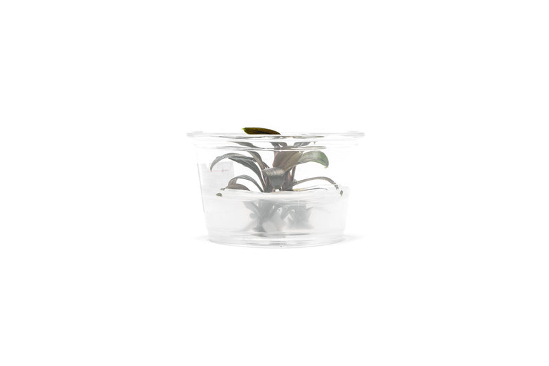 Bucephalandra Brownie Ghost UNS Tissue Culture - Small Cup Aquatic Plant - Buce Plant