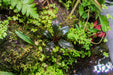 Bucephalandra Alamanda