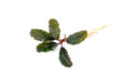 Bucephalandra Alamanda