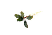 Bucephalandra Alamanda