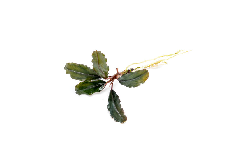 Bucephalandra Alamanda