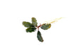 Bucephalandra Alamanda