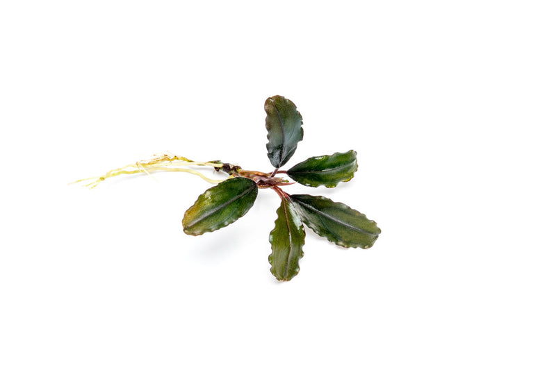 Bucephalandra Alamanda
