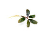 Bucephalandra Alamanda