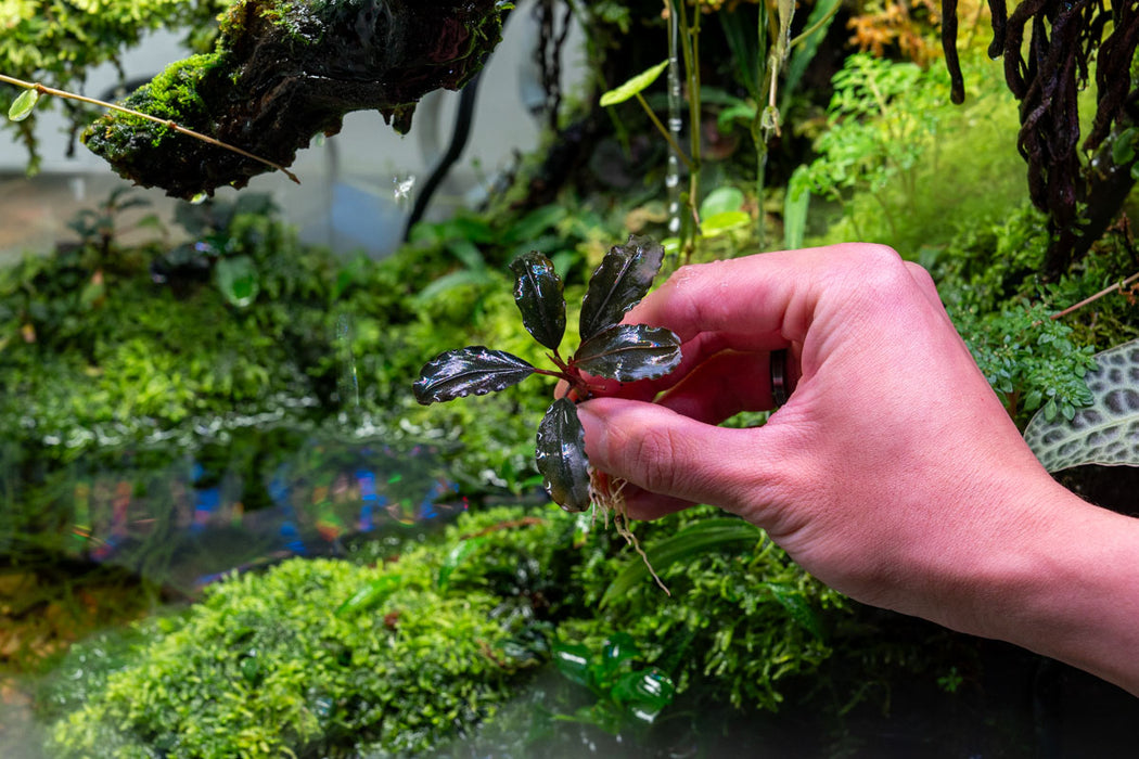 Bucephalandra Alamanda