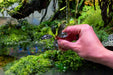 Bucephalandra Alamanda