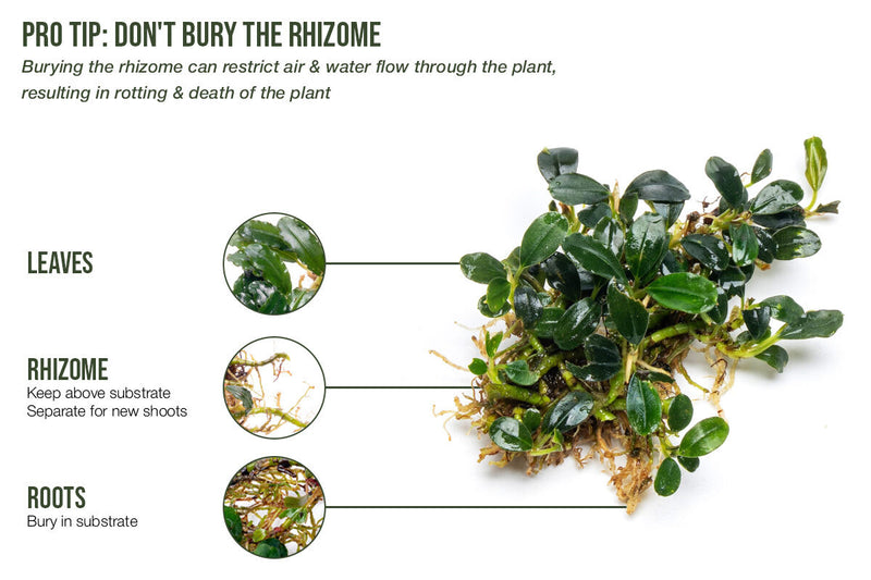 Bucephalandra White Jadite Bucephalandra - Buce Plant