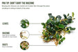 Bucephalandra Arrogant Blue