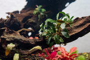 Bucephalandra Arrogant Blue Pot Bucephalandra - Buce Plant