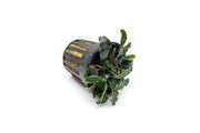 Bucephalandra Arrogant Blue Pot Bucephalandra - Buce Plant