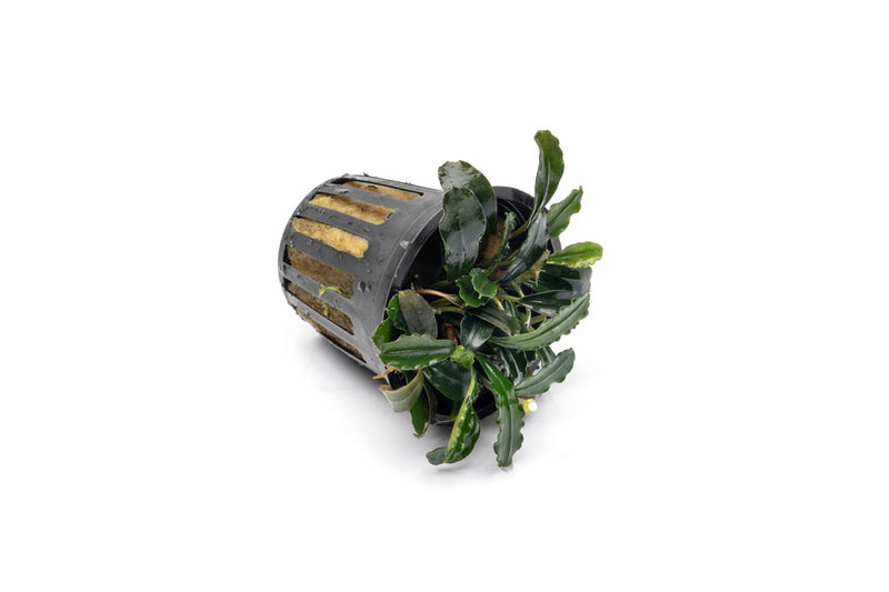 Bucephalandra Arrogant Blue Pot Bucephalandra - Buce Plant
