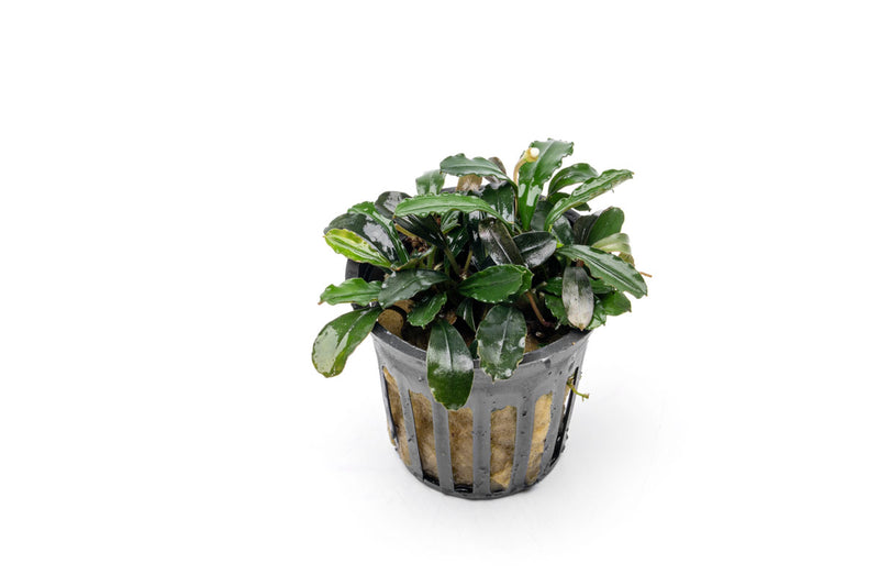 Bucephalandra Arrogant Blue Pot Bucephalandra - Buce Plant