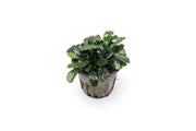 Bucephalandra Arrogant Blue Pot Bucephalandra - Buce Plant