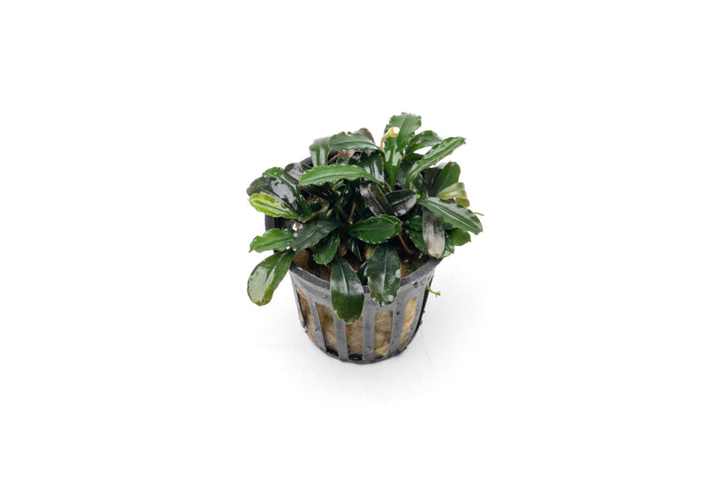 Bucephalandra Arrogant Blue Pot Bucephalandra - Buce Plant