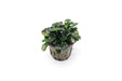 Bucephalandra Arrogant Blue Pot