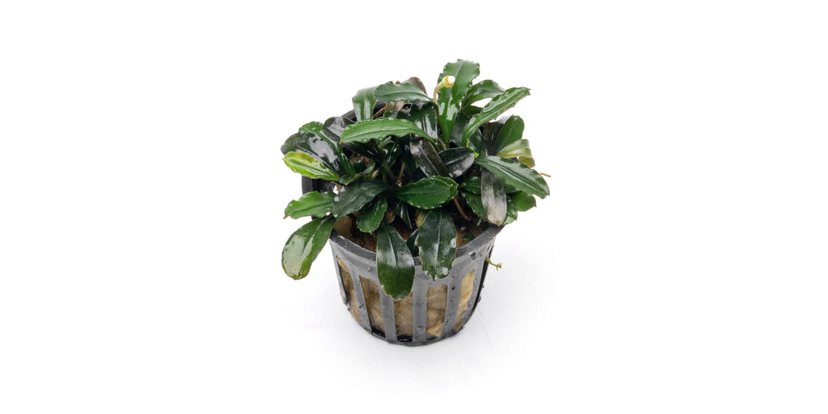 Bucephalandra Arrogant Blue Pot - Aquascaping Plant — Buce Plant