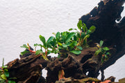 Bucephalandra Artemis Bucephalandra - Buce Plant
