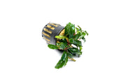 Bucephalandra Artemis Bucephalandra - Buce Plant
