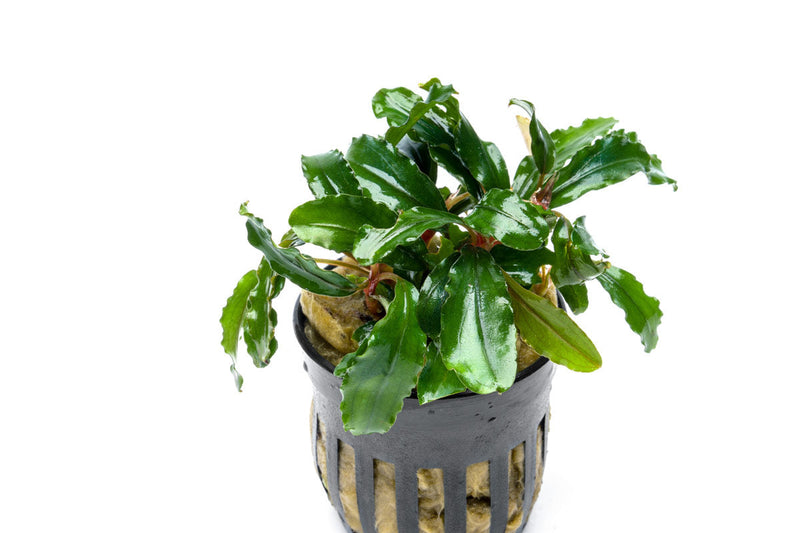 Bucephalandra Artemis Bucephalandra - Buce Plant