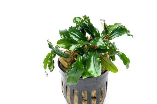 Bucephalandra Artemis