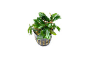 Bucephalandra Artemis Bucephalandra - Buce Plant