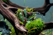 Bucephalandra Artemis Bucephalandra - Buce Plant