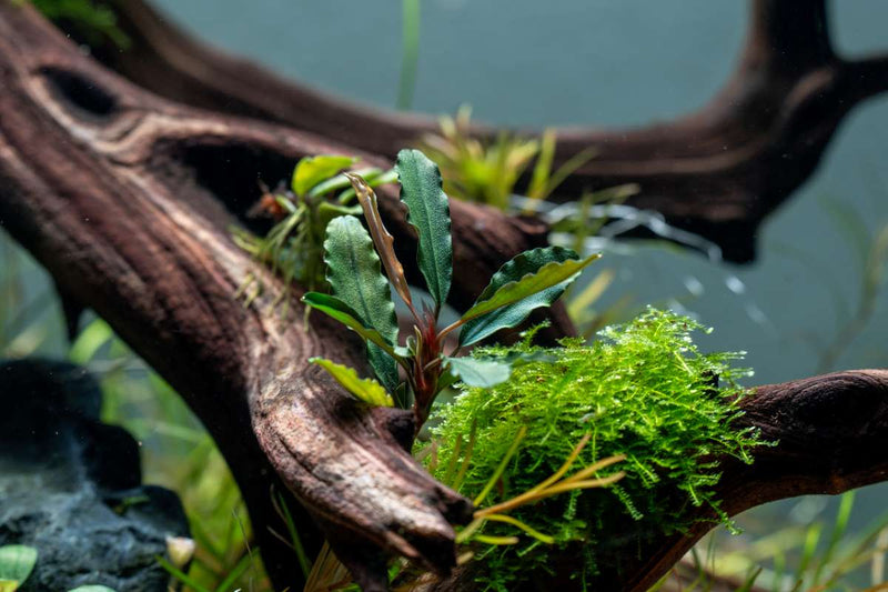 Bucephalandra Artemis Bucephalandra - Buce Plant