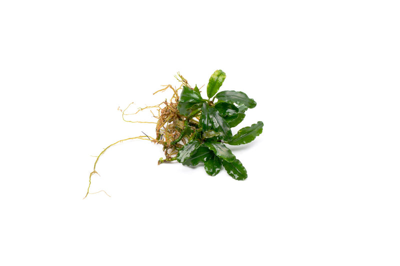 Bucephalandra Aurora Bucephalandra - Buce Plant