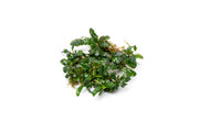 Bucephalandra Aurora Bucephalandra - Buce Plant