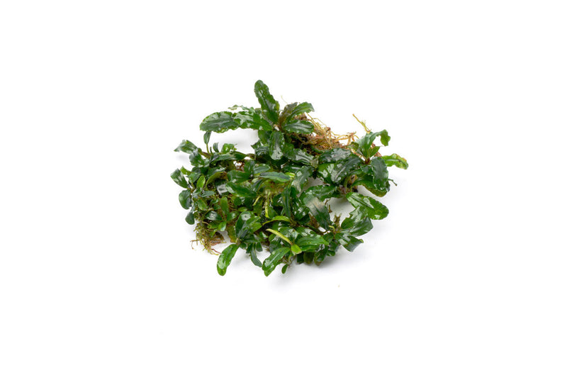 Bucephalandra Aurora Bucephalandra - Buce Plant