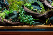 Bucephalandra Aurora Bucephalandra - Buce Plant