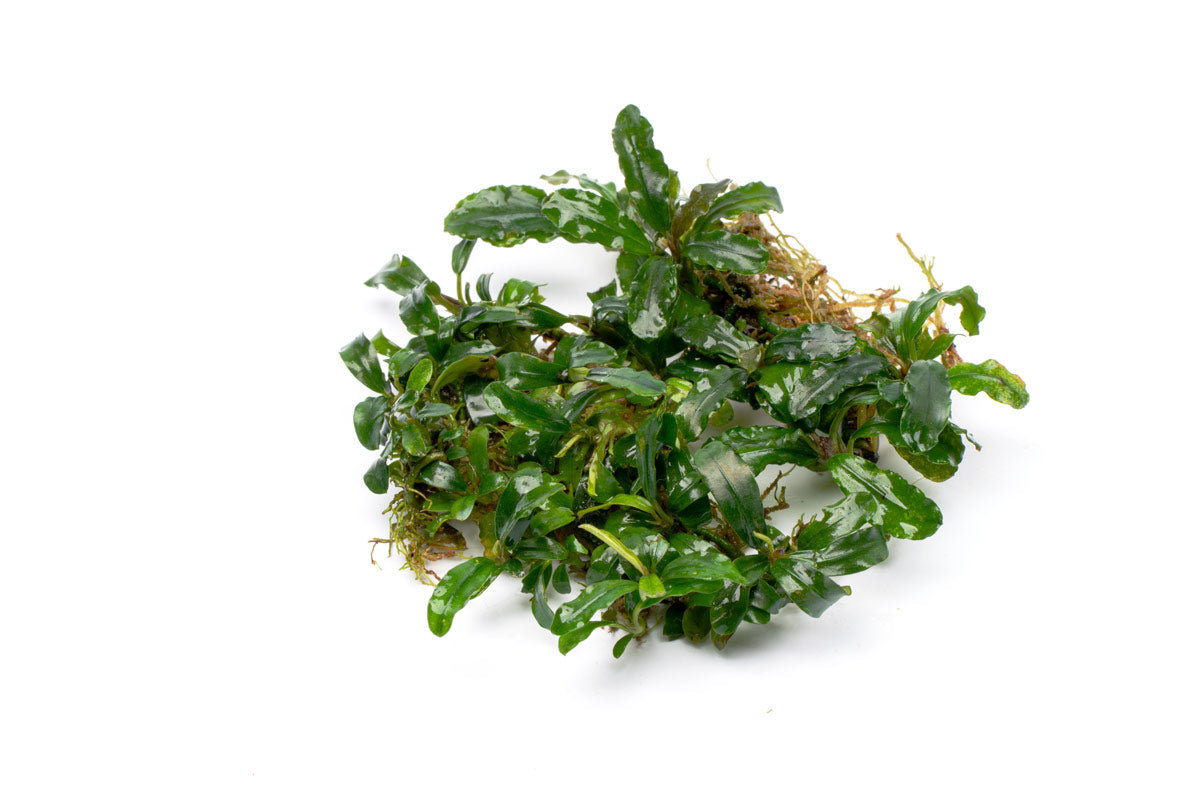Bucephalandra Aurora - Aquascaping Plant — Buce Plant